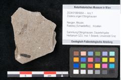Foto (Objekt + Etikett) von Zostera ungeri Ettingshausen (NHMW-GEO-2024-0188-6664)